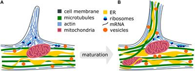 Cytoskeleton and Membrane Organization at Axon Branches